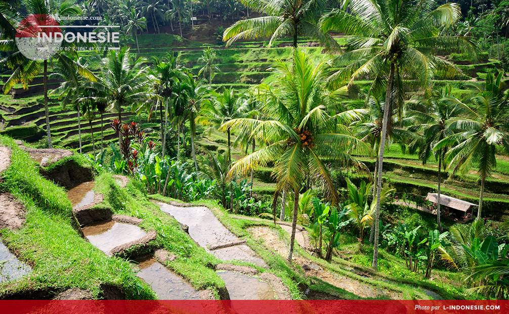 Rizières vertes sur Bali