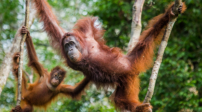 femelle orang-outan et bébé dans un arbre