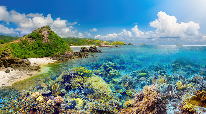 recif de corail sur ile de lombok en indonesie