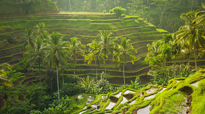 terrasses de riz en indonesie