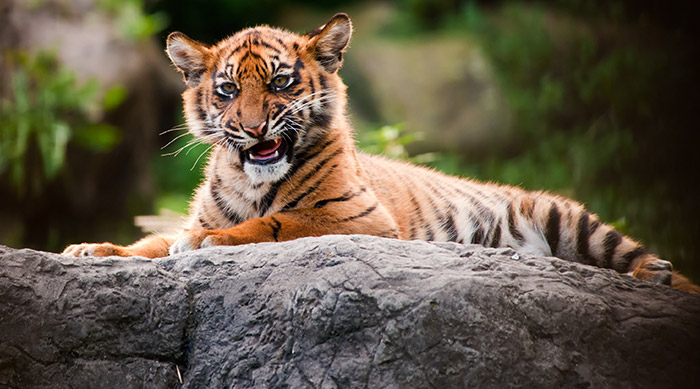 tigre de Sumatran couché sur un rocher