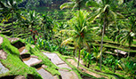 Rizières vertes sur Bali